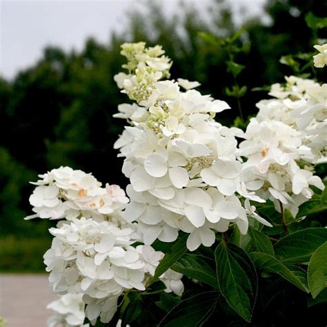 The Most Gorgeous White Hydrangeas For Your Garden In White