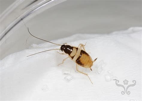 德国蟑螂，是一个超级无厘头的多人互动纸牌游戏。 该游戏适合8岁以上儿童，牌有64张，其中含有蟑螂，臭虫等8张。 每张牌都代表真正的虫虫，在这个游戏里，玩家们可以 口是心非 ，如果不相信对方，就得担负把牌全部收回的重大责任。 我家德國蟑螂無敵了 (第2頁) - Mobile01