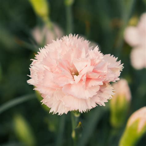 Carnation Dianthus Chabaud La France Seeds Nz Emerden