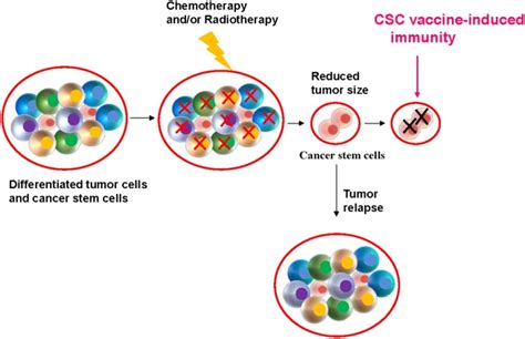 Concise Review Targeting Cancer Stem Cells Using Immunologic