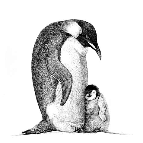 How To Draw An Emperor Penguin