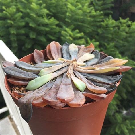 How To Save Overwatered Succulents Succulents Network Succulents