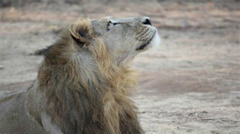 Asiatic Lion Population In Gujarats Gir Forest Up 29 Officials