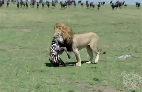 The Brutal Moment An Adult Lion Killed A New Born Zebra Caught On Camera By Horrified Onlookers
