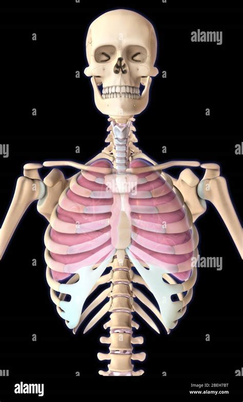 Lungs And Rib Cage Illustration Stock Photo Alamy