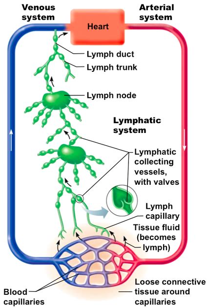 Lymphatic System Structures Ms Gallaghers Classroom
