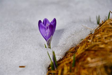 무료 이미지 자연 산 눈 꽃잎 봄 식물학 플로라 야생화 닫다 폴란드 오르간 크로커스 매크로 사진 꽃