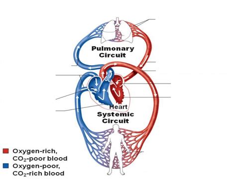 Ch 18 Pulmonarysystemic Circulation Diagram Quizlet