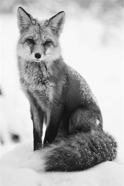 Foxy Foxidity Fox Szasa Diandra
