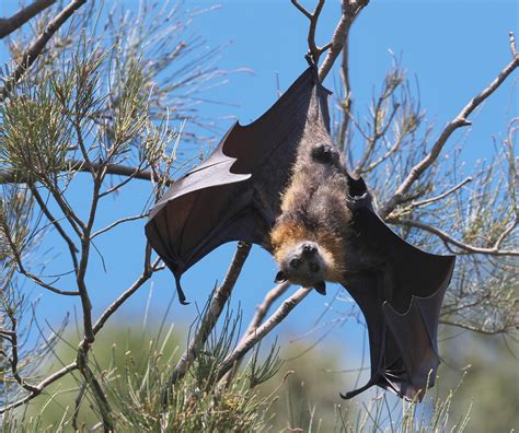 Grey Headed Flying Fox Pteropus Poliocephalus There Is A Flickr