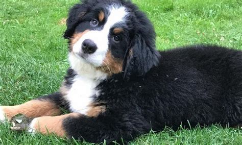 The bernedoodle is a magnificent cross between an akc bernese mountain dog and an akc poodle, offering all the desirable traits of both breeds. Bernese Mountain Dog Puppies For Sale Near Me | Top Dog ...