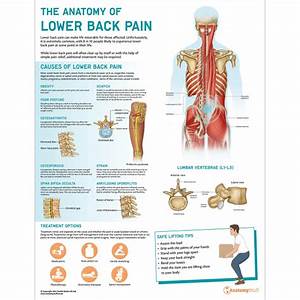 The Anatomy Of Lower Back Low Back Anatomystuff