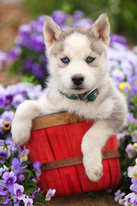 Perhaps it is this breed's piercing blue eyes or the way that the fur over their eyes makes them look mean and angry all the time (talk about an amazing rbf). Husky puppy that loves nature