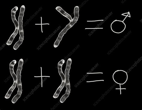 X And Y Chromosomes Concept Stock Image P6560145 Science Photo Library