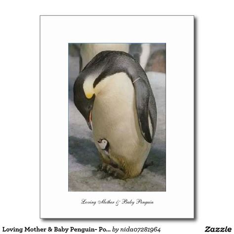Loving Mother And Baby Penguin Postcard Baby Penguins