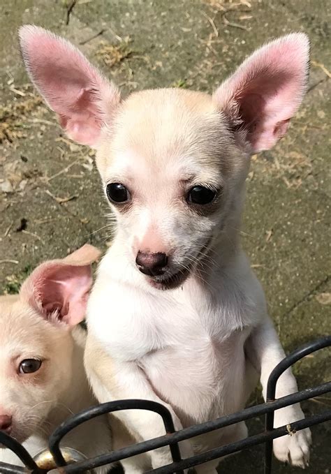 Chihuahua Rescue Victoria Dog Roll