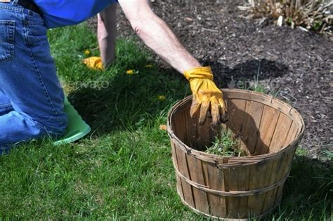 Man Doing Yard Work Chores By Pulling Weeds Grass On His Hands And Knees From A Mulched