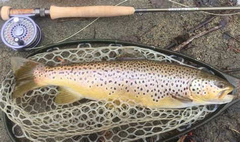 Croton Watershed Chapter Of Trout Unlimited หน้าหลัก