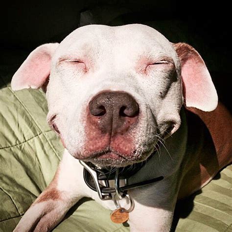 Adorable Pit Bull Cant Stop Smiling After Being Rescued From The Street