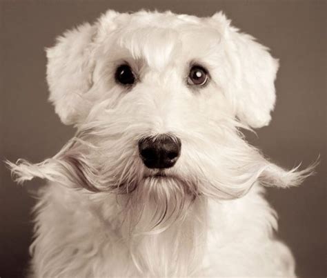 Puppies With Mustaches The Greatest Dog Mustaches Of All Time Rover