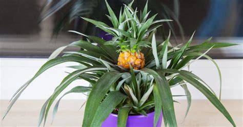 Growing Pineapples In Containers How To Grow Pineapple In Pot