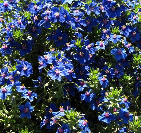 Below is a list of the most common annuals in zone 5: InterLeafings : From Anagallis to Zaluzianskya at Annie's ...