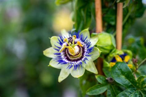 Botanical Collection Beatiful Flowers Of Passiflora Plant With Edible