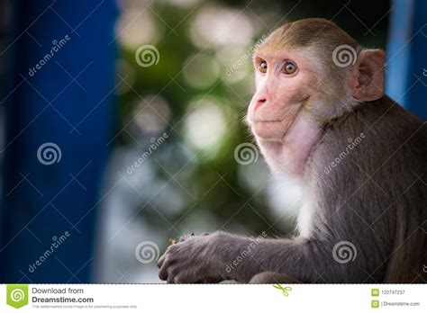 The Rhesus Macaque Monkey Siting And Looking Away Stock Image Image