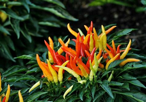 How To Plant And Grow Ornamental Pepper Plants Craftsmumship