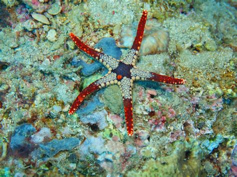 Incredibly Interesting Facts About Starfish