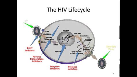 How Hiv Medications Work Youtube