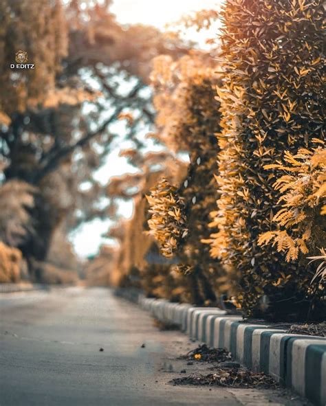Dslr camera with background blur allows you to blur the background of your photo very fast to create amazing photos with blurred background. Image may contain: plant, tree, outdoor and nature | Dslr ...