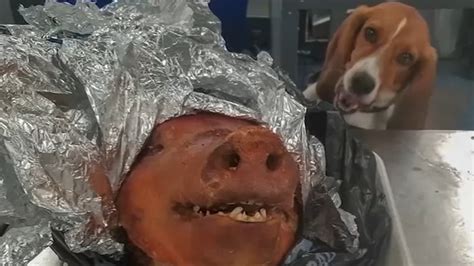 Customs And Border Protection K 9 Sniffs Out Roasted Pig In Checked Bag