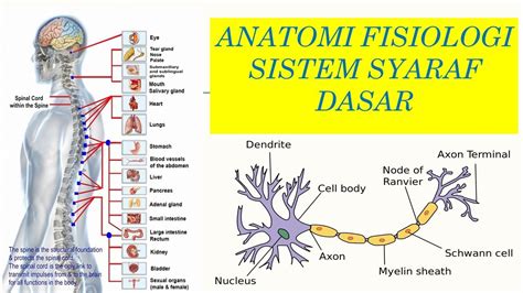 Anatomi FIsiologi Sistem Saraf Dasar 1 YouTube