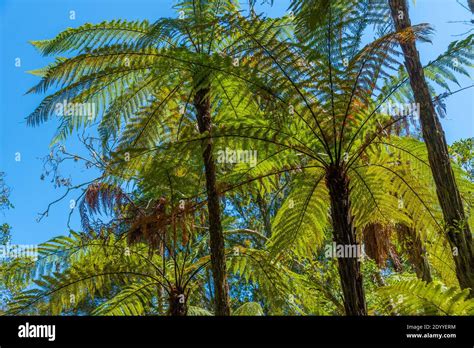 Silver Tree Fern In New Zealand Stock Photo Alamy