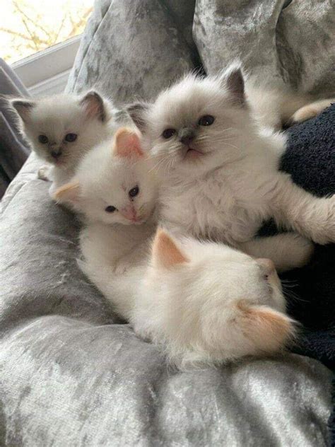 Pure White Ragdoll Kittens For Sale 🥇 Posot Class