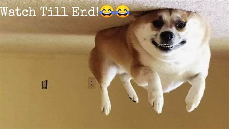 Try Not Laugh Funny Dogs And Cats Videos Compilation 2020 Youtube