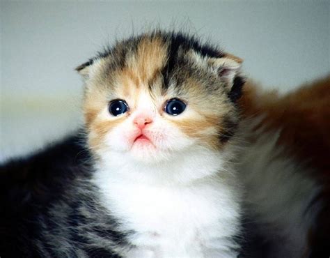 17 Cutest Kittens Ever Photographed In The World