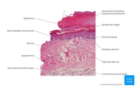 Skin Cells Layers And Histological Features Kenhub
