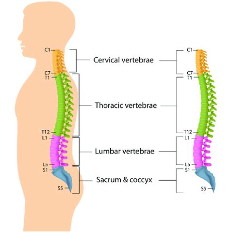 What Are The Symptoms And Regions Of A Lumbar Herniated Disc Becker Spine