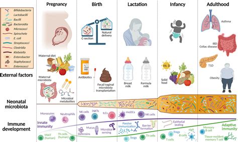 Frontiers Maternal Microbiota Early Life Colonization And Breast Milk Drive Immune