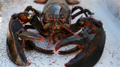 Airport Expands To Handle Lobster Export Boom Rci English