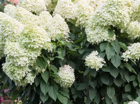 Fast growing flowering bushes uk. 17 Fast Growing Privacy Bushes to Deal with Nosy Neighbors ...