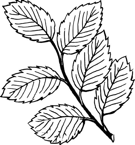 Fall Leaves Clip Art Black And White