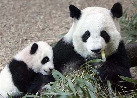 Atlanta Zoo To Reopen Its Outdoor Exhibits Amid Virus Crisis