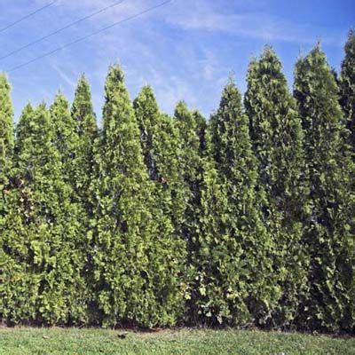 Pc privacy screen filters keep confidential data safe from wandering eyes. Evergreen Privacy Screens | Pinterest | Hedges, Smooth and ...