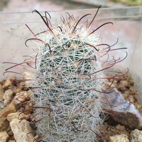 Arizona Barrel Cactus Project Noah