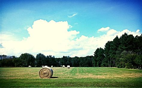 Hay Gathering Happens In The Fall If The Year On South Georgia Farms