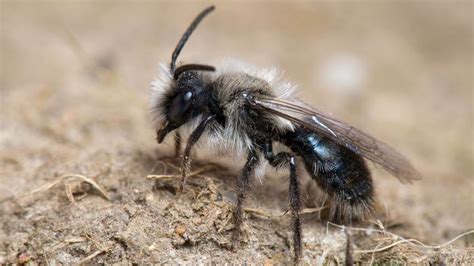 Bbc Earth The Truth About Bees