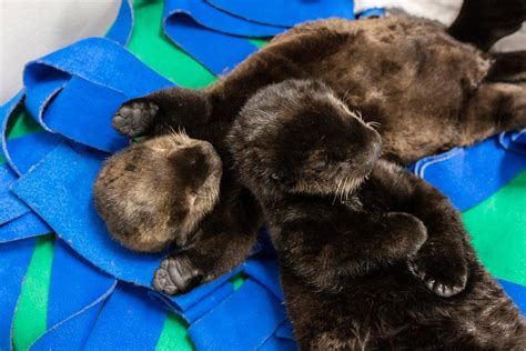 Orphaned Otter Pups Find Comfort In Cuddly Naps Together At Shedd Aquarium